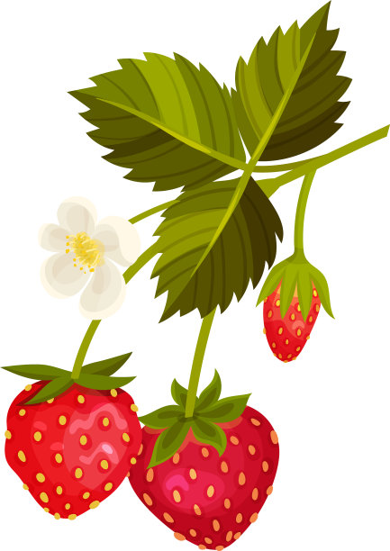 成熟的草莓果实挂在细茎上图片下载
