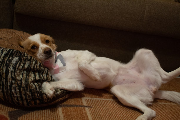 一只狗趴在枕头上休息图片下载