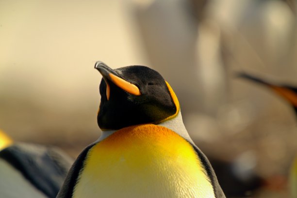 一只闭着眼睛的帝企鹅。素材图片