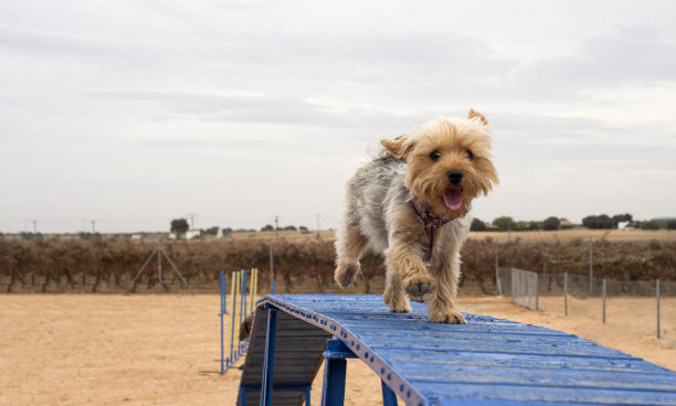 一只约克郡狗在蓝色的猫步上奔跑，训练它的敏捷性图片下载