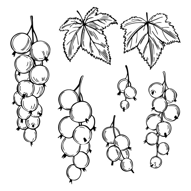 手绘浆果醋栗在白色的背景图片下载