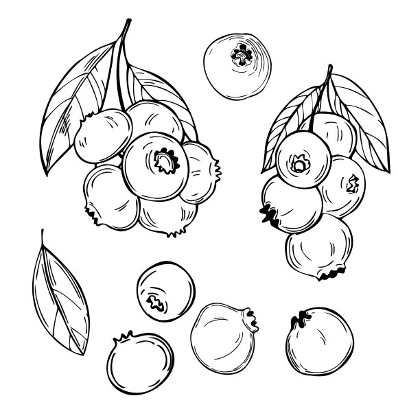 手绘森林浆果蓝莓越桔素描图片下载