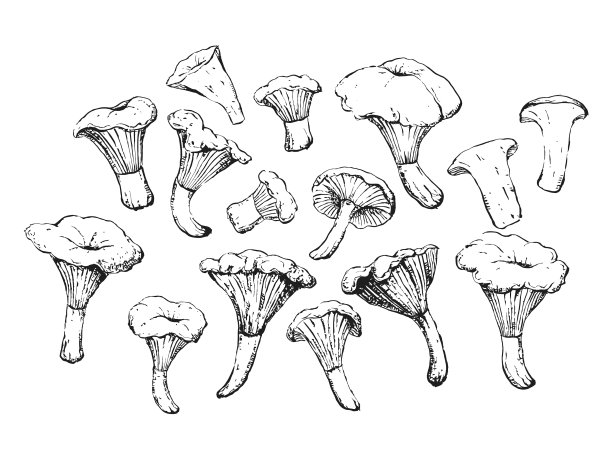 古老的鸡油菌复古素描集图片下载