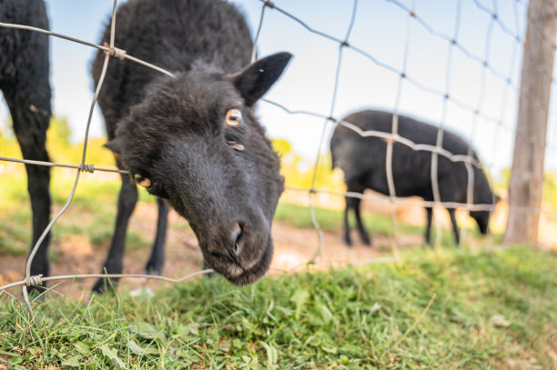 农场围栏里的害群之马图片下载