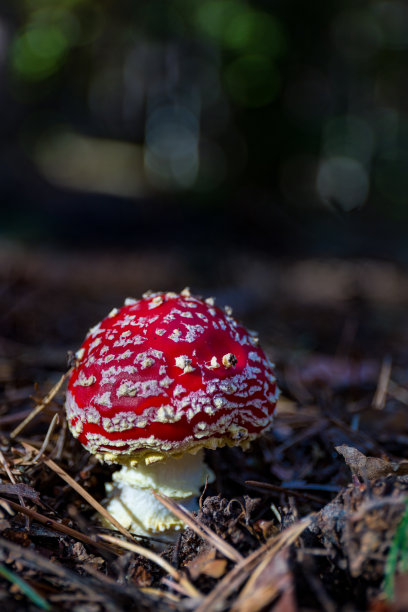 白毒伞，一种有毒的蘑菇，在秋天的森林中有红帽子和白色的茎图片下载