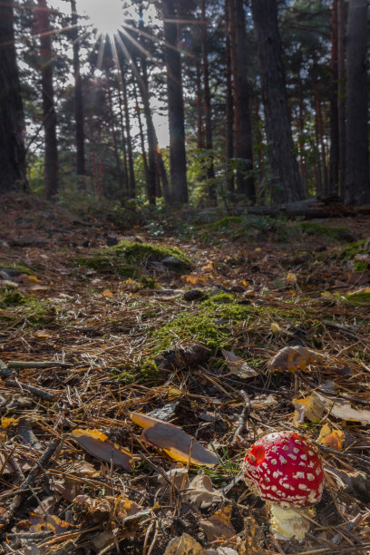 白毒伞，一种有毒的蘑菇，在秋天的森林中有红帽子和白色的茎图片下载