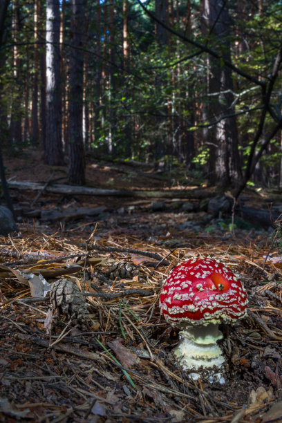 白毒伞，一种有毒的蘑菇，在秋天的森林中有红帽子和白色的茎图片下载
