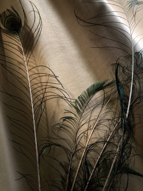 优雅豪华的孔雀羽毛图片下载