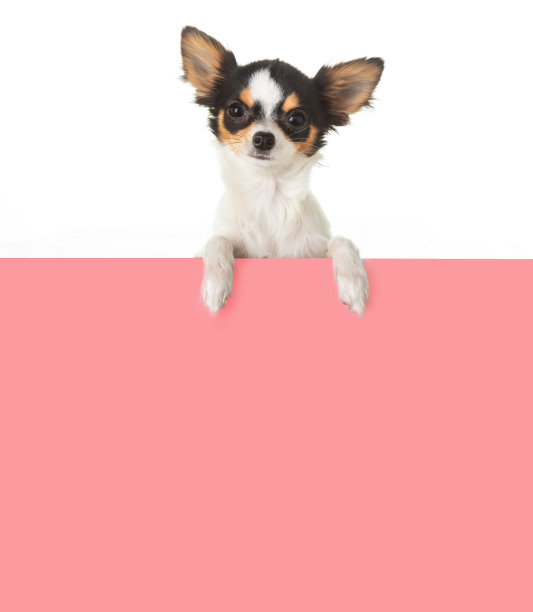 吉娃娃用一个牌子写着一条信息图片下载