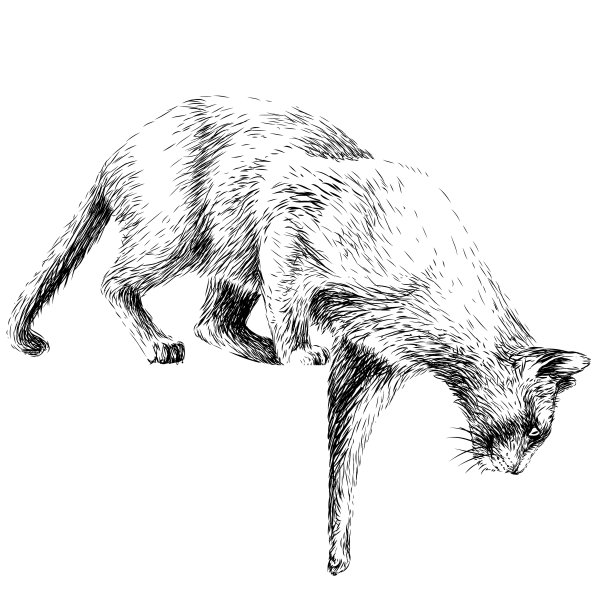 猫从墙上的贴纸上跳下来图片下载