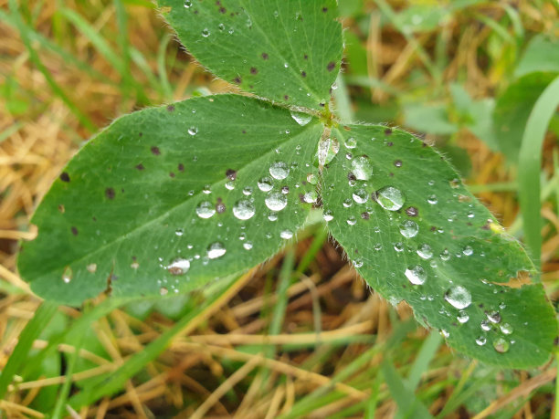 宏。绿叶带露珠，雨后。散景效果图片下载