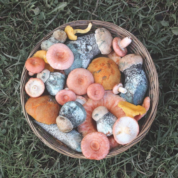 蘑菇放在草篮里，俯视图。图片下载