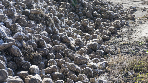 甜菜堆用于制糖的甜菜根堆秋天的季节。特写照片。图片下载