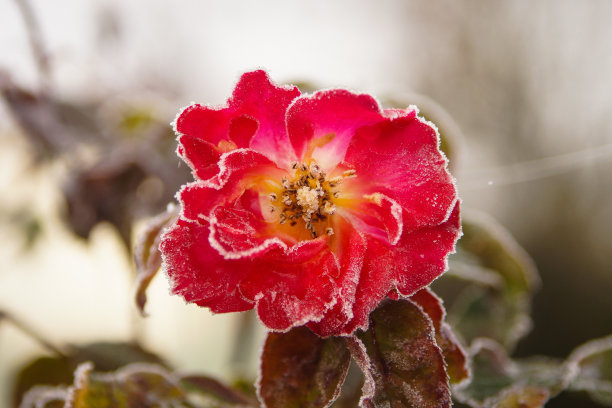 冰冻的玫瑰素材图片