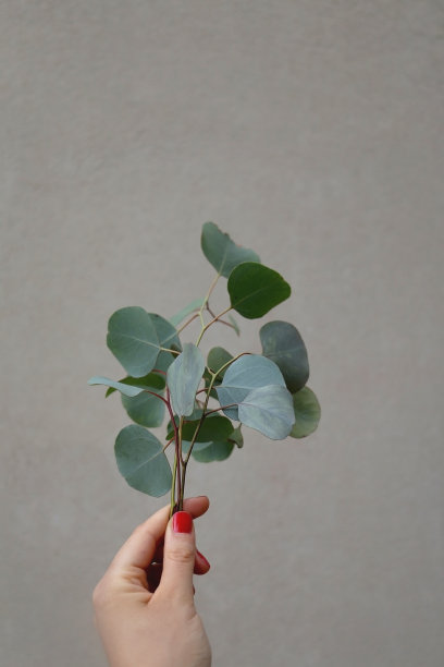 桉树叶图片下载