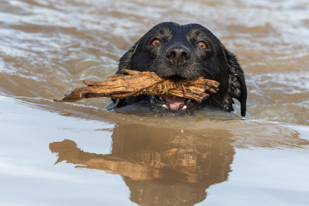 黑色拉布拉多图片下载