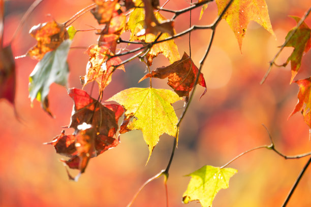 近距离的美丽的枫叶孤立在虚景朦胧的背景在秋天的季节。图片下载
