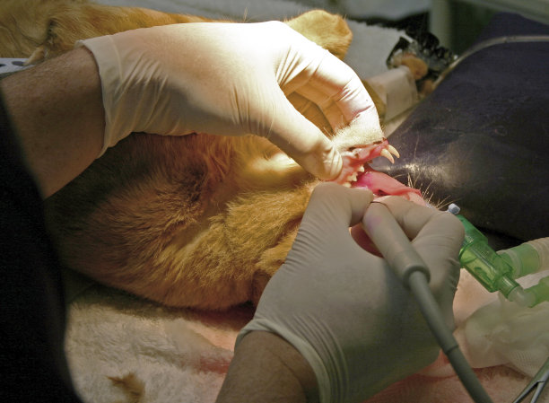 技术娴熟的兽医进行牙科手术图片下载