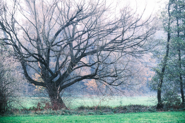就在冬天来临的前几天图片下载