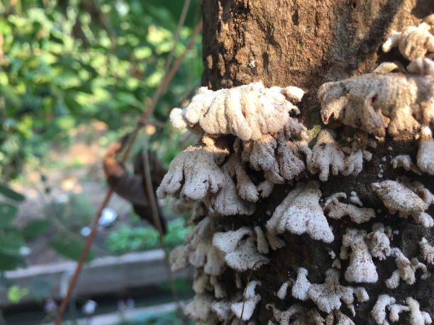 蘑菇栖息在一棵树上图片下载