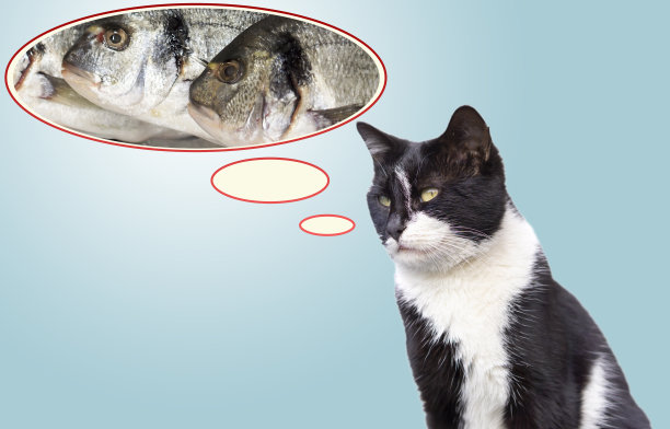 猫以为泡泡里的鱼。图片下载