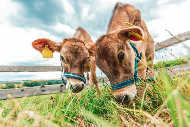 年轻的奶牛肖像在绿色的草地上图片下载