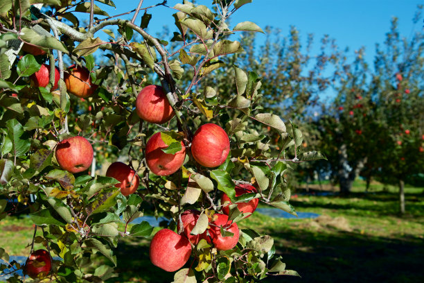 来自日本果园的即将收获的美味富士苹果。图片下载