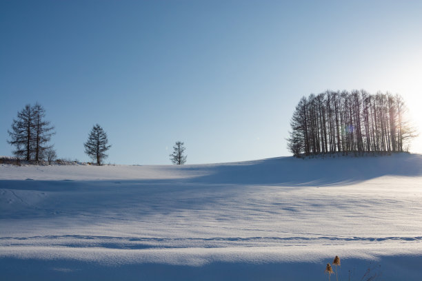 雪山上的落叶松森林和夕阳图片下载