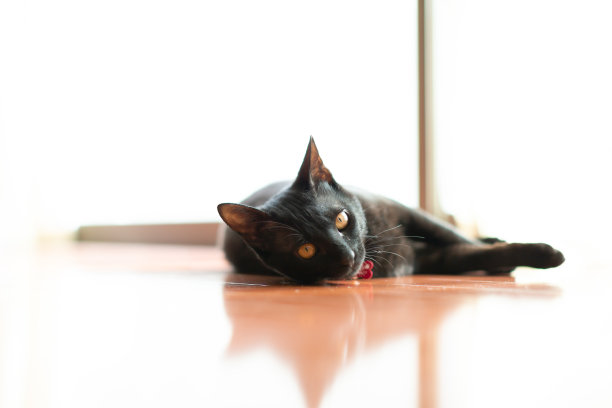 黑色的猫图片下载