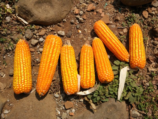 玉米在地上晒干了图片下载