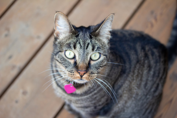 顶视图的一个年轻的灰色条纹虎斑猫在木制甲板上，向上看图片下载