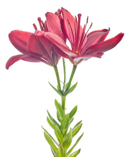 暗红色的两朵百合在白色上图片下载