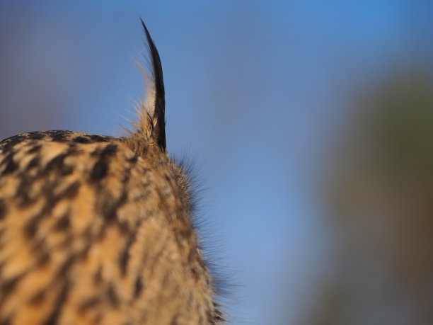 一只野生猫头鹰的耳朵在蓝天的映衬下图片下载