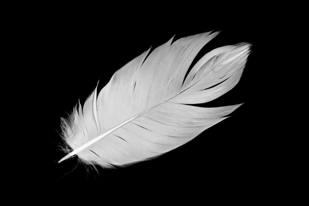 美丽的白色羽毛孤立在黑色背景图片下载