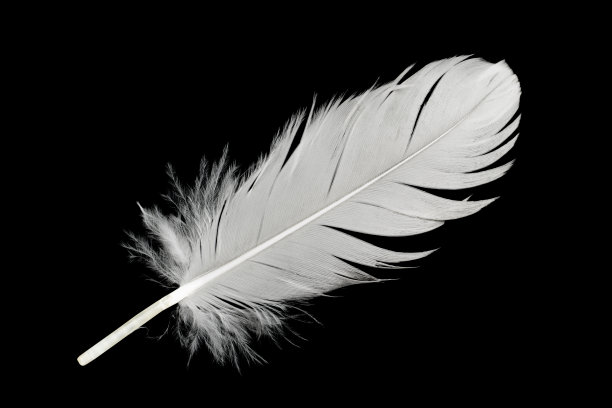 美丽的白色羽毛孤立在黑色背景图片下载