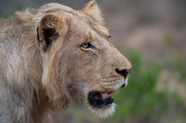 一只年轻雄狮的肖像素材图片