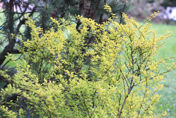 白天的绿树图片下载