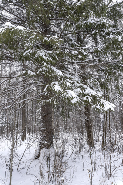 森林里的冬天，树上的雪，漂亮的圣诞节背景图片下载