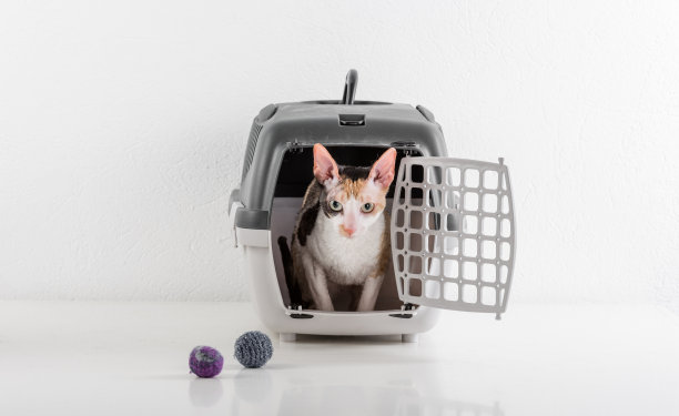 好奇的康沃尔雷克斯猫在白色的桌子上看着盒子。白墙的背景。小球作为背景玩具。图片下载