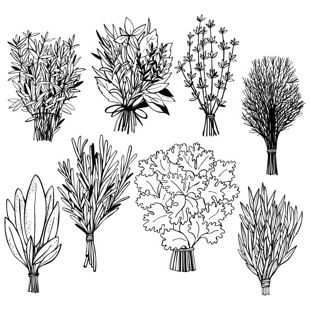 手绘香料迷迭香素描图片下载