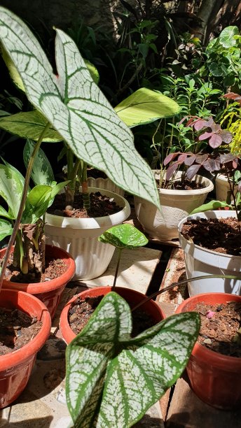 新冠肺炎时代的种植图片下载