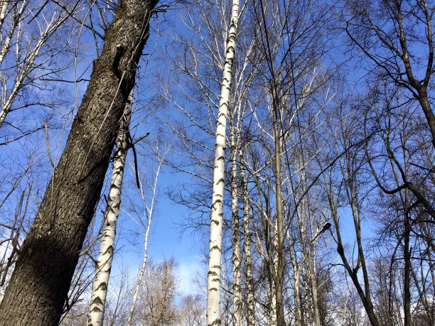 晴朗寒冷的一天，白桦树和蓝天图片下载