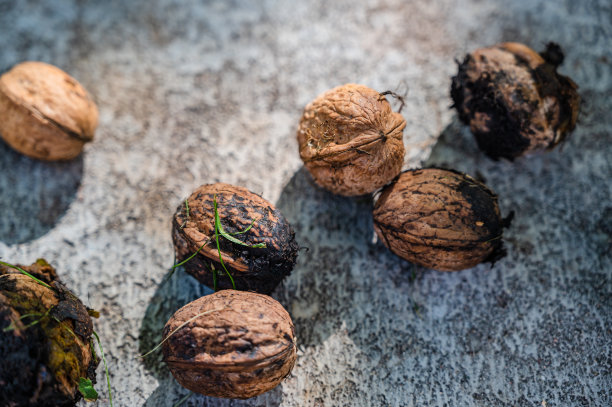 地面上新鲜的整个核桃的俯视图特写图片下载