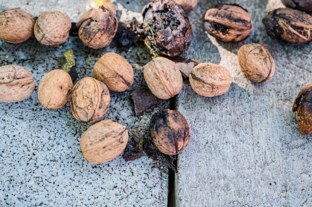 地面上新鲜的整个核桃的俯视图特写图片下载