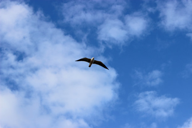 一只大鸟在多云的天空中飞翔。图片下载