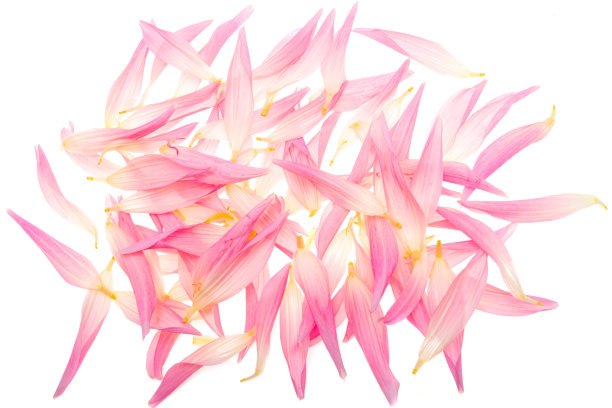 大丽花花瓣孤立图片下载