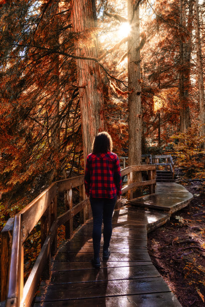 雨林中的木制小路。秋天的颜色与阳光艺术渲染图片下载