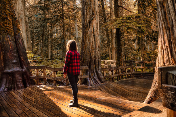 雨林中的木制小路。秋天的颜色与阳光艺术渲染图片下载