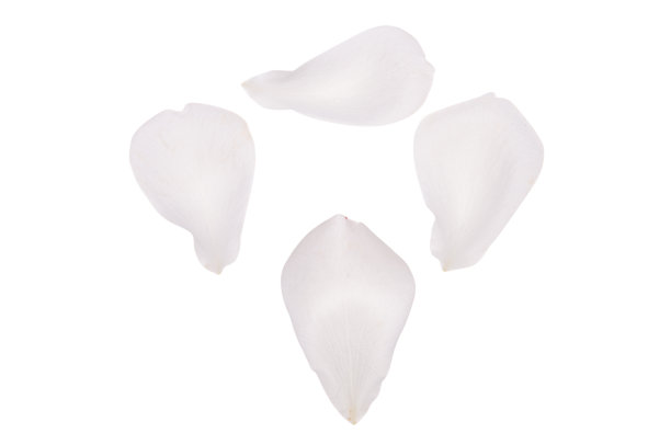 孤立的白玫瑰花瓣图片下载