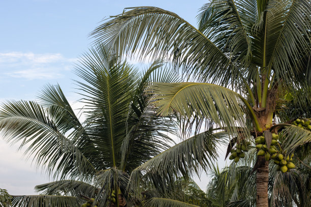 日光下花园里的椰子树图片下载